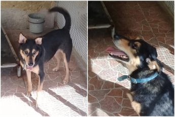Max with the smiling face is waiting for his own forever home Max with the smiling face is waiting for his own forever home