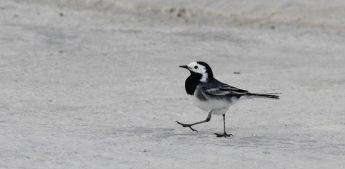 BirdLife Malta’s Wings Over Valletta – A White Wagtail celebration