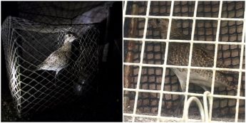 CABS reports 45 cases of plover trapping abuse to the police