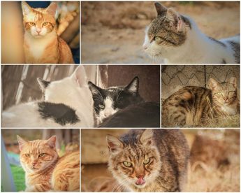 Gozo SPCA colony: Beautiful, loving cats in need of forever homes