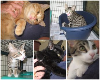 Please consider offering one of these kittens a loving, forever home