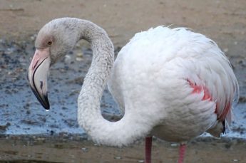 “Resident” Greater Flamingo “shot and stolen” from Ghadira – BirdLife