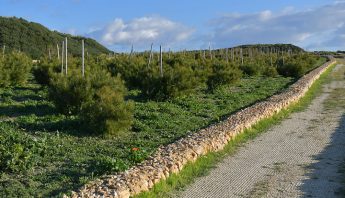 Nadur’s Sopu Garden inaugurated and ‘Adopt a Tree’ scheme launched