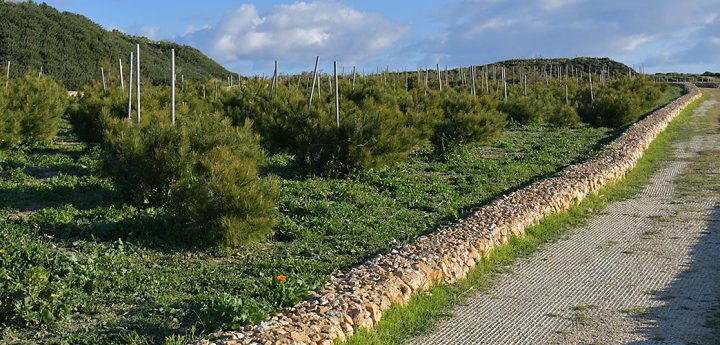 Nadur’s Sopu Garden inaugurated and ‘Adopt a Tree’ scheme launched