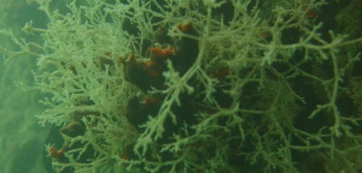 Maltese marine aliens research presented at high-profile symposium