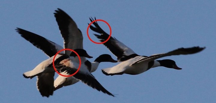 BirdLife demands closure of hunting at sea after “massacre” of Shelducks