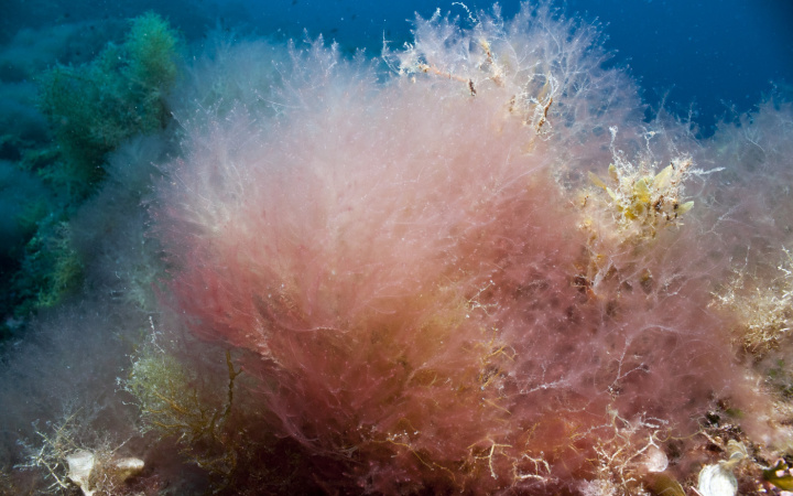 Maltese marine aliens research presented at high-profile symposium