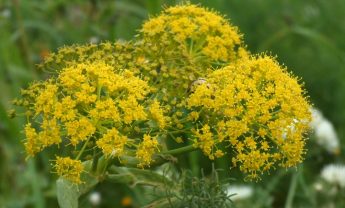 New endemic species to the Maltese Islands – the Maltese Ferule New endemic species to the Maltese Islands – the Maltese Ferule