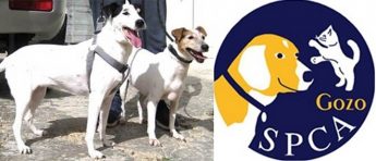 Toyah and Elsa – Two gentle Fox Terriers waiting for loving homes