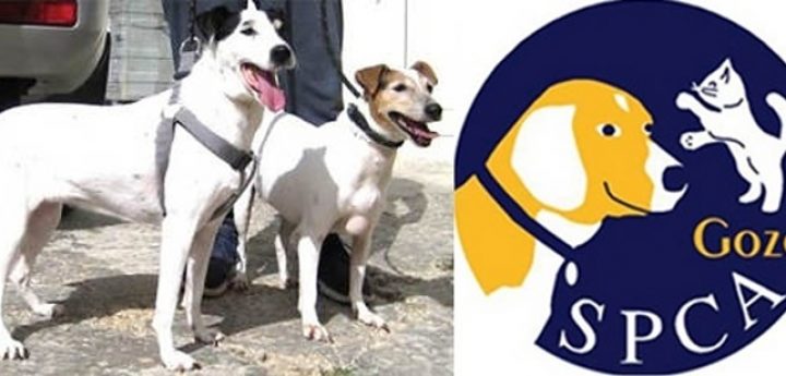 Toyah and Elsa – Two gentle Fox Terriers waiting for loving homes