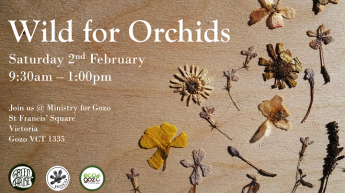 Wild for Orchids: Do you want to help save Gozo’s wild orchids?