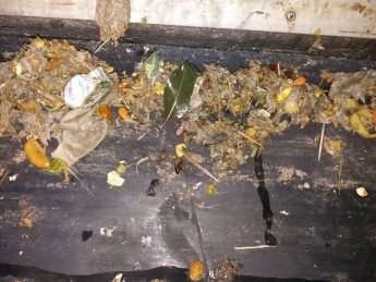 Animal waste clogs Gozo sewage plant forcing it to shut – WSC