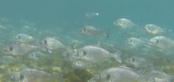 Large shoals of sea bream delight divers around coast of Gozo