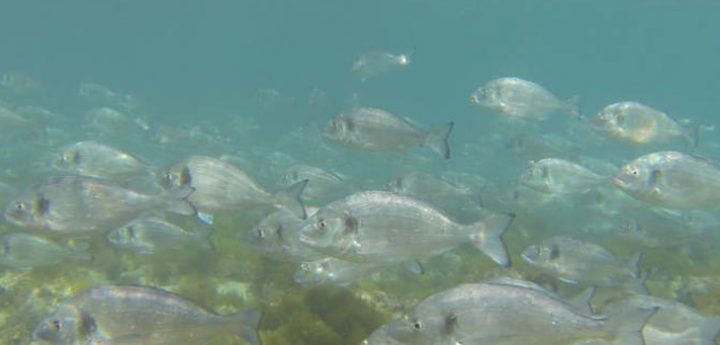 Large shoals of sea bream delight divers around coast of Gozo
