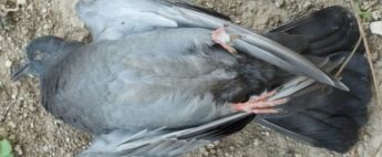 There is no piecemeal solutions for pigeons – Partit Demokratiku
