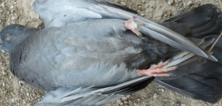 There is no piecemeal solutions for pigeons – Partit Demokratiku