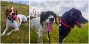 Spotty, Racey and Sammy – Three loving dogs waiting for forever homes