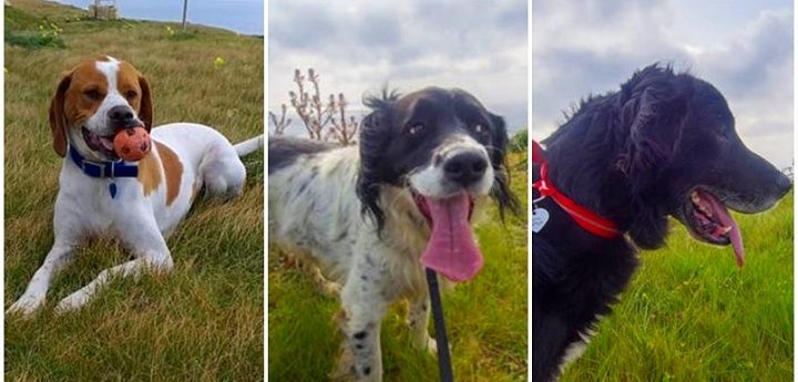 Spotty, Racey and Sammy – Three loving dogs waiting for forever homes