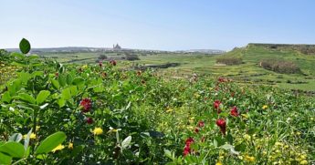 Nature Trust – FEE Malta laments the state of Maltese agriculture
