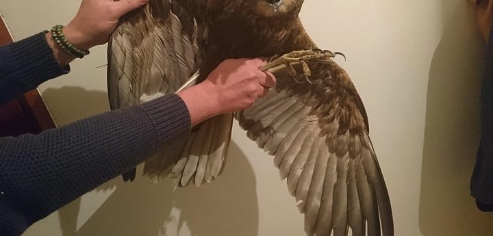 Three shot protected birds recovered, including one in Gozo – BirdLife