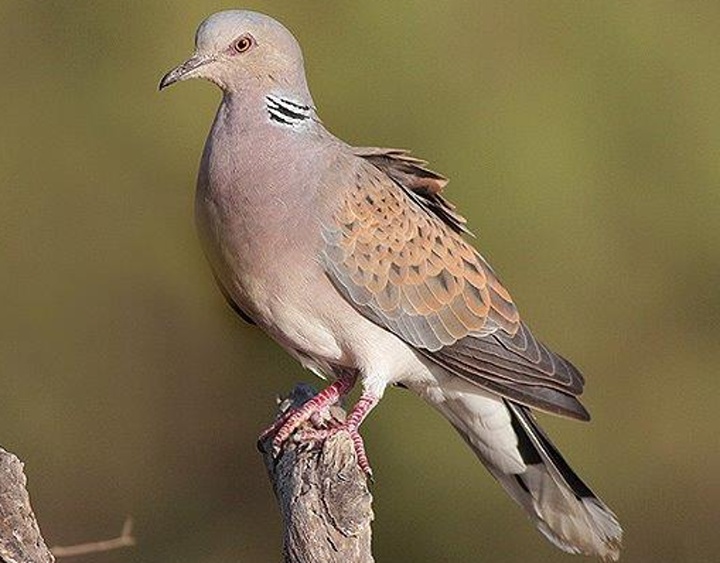 Turtle dove hunting season closed 19 days early as quota reached