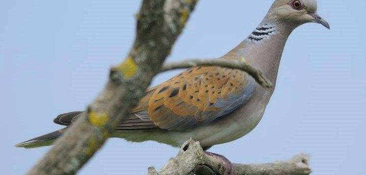 FKNK proposes return of turtle dove spring hunting in new report