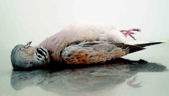 No hunters prosecuted for illegal hunting of Turtle Doves last spring – BLM