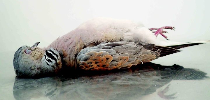No hunters prosecuted for illegal hunting of Turtle Doves last spring – BLM