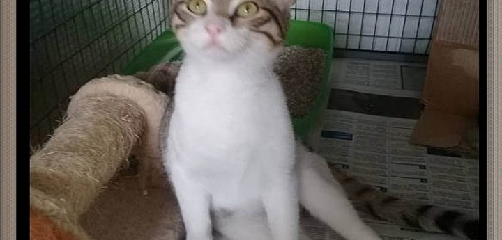 Meet Mickey, a playful loving kitten waiting for his own special home