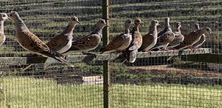 CABS-Police joint operation against illegal bird trapping on Gozo