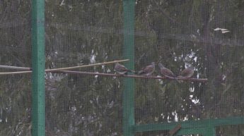 Turtle doves bred in captivity should have a closed ring – BirdLife Malta