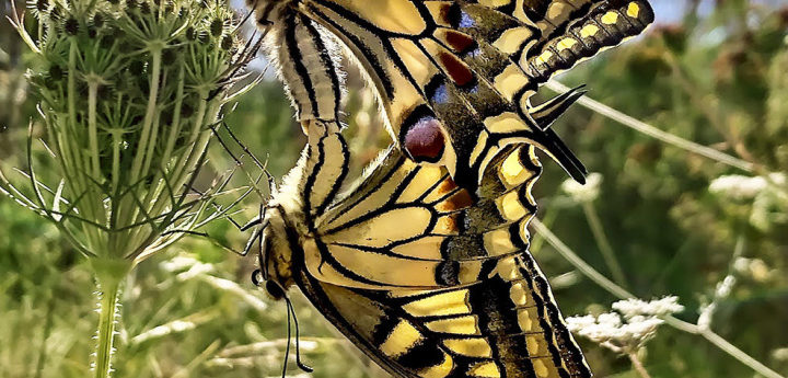 Update: Discovering Biodiversity – Nature walk in Gozo cancelled
