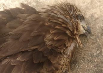 Highly protected Black Kite shot down in Addolorata Cemetery – BLM Highly protected Black Kite shot down in Addolorata Cemetery – BLM