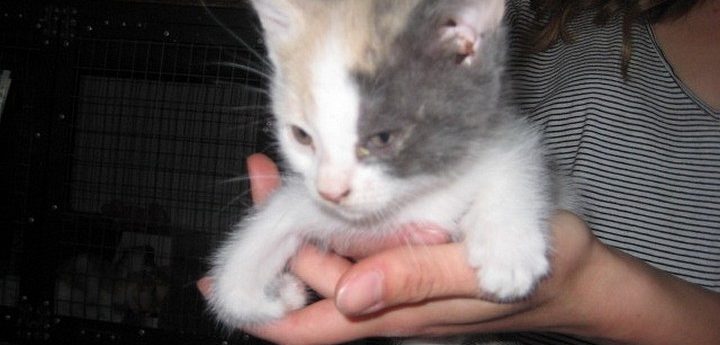 Kittens urgently needing homes at Gozo SPCA in Victoria
