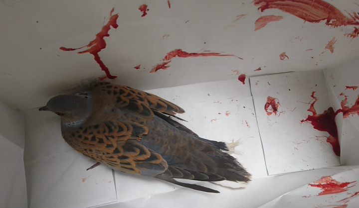 Highly protected Black Kite shot down in Addolorata Cemetery - BLM