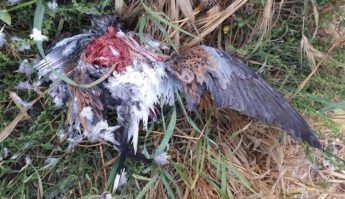 Spring hunting season resulted in “massacre” of protected Turtle Doves