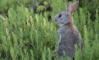 Hunters now granted a field day to hunt during 9 out of 12 months – BirdLife