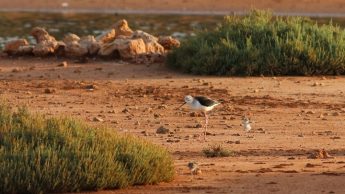 Meet the four new families of breeding birds at Ghadira Meet the four new families of breeding birds at Ghadira