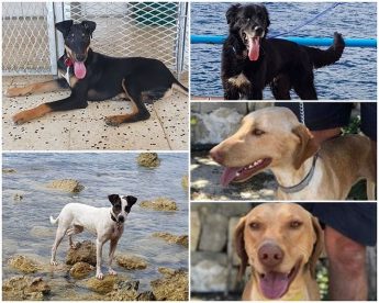 Five lovely dogs, all waiting for forever homes at Gozo SPCA