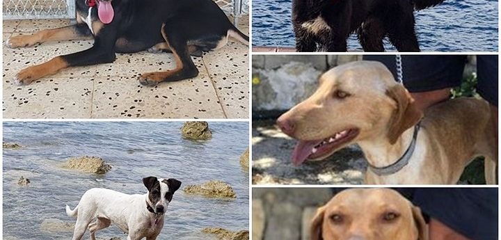 Five lovely dogs, all waiting for forever homes at Gozo SPCA