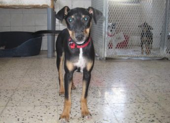 Neptune – A loving puppy waiting for his own forever home