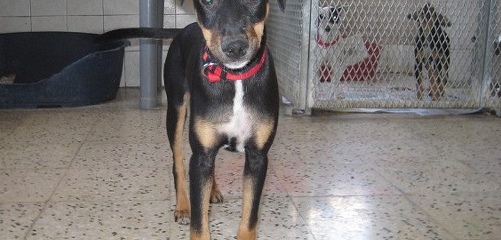 Neptune – A loving puppy waiting for his own forever home