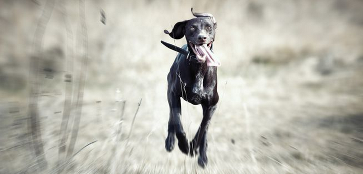 Irresponsible dog owners “running amok,” say animal NGOs