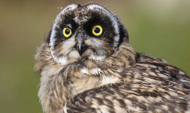 Record year for breeding birds across Gozo. Malta and Comino - BLM
