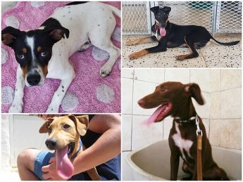Gozo SPCA puppies and dogs urgently needing forever homes Gozo SPCA puppies and dogs urgently needing forever homes