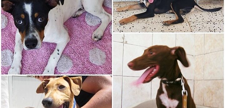 Gozo SPCA  puppies and dogs urgently needing forever homes