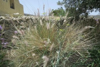 Eradication from Gozo of the invasive African Fountain Grass Eradication from Gozo of the invasive African Fountain Grass
