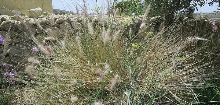 Eradication from Gozo of the invasive African Fountain Grass