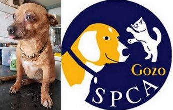 Dennis is a little dog full of character in need of his own loving home