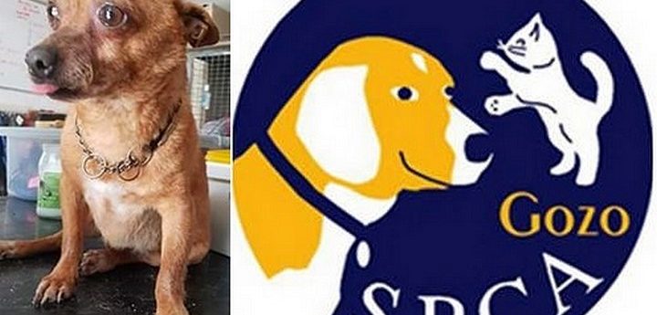 Dennis is a little dog full of character in need of his own loving home